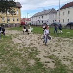17.05.2017 Schulworkshop Volksschule Steinfeld
